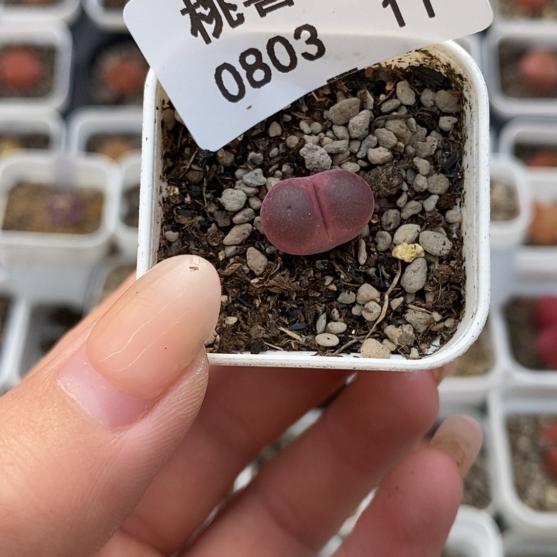 0803-11-粉风铃一颗。 