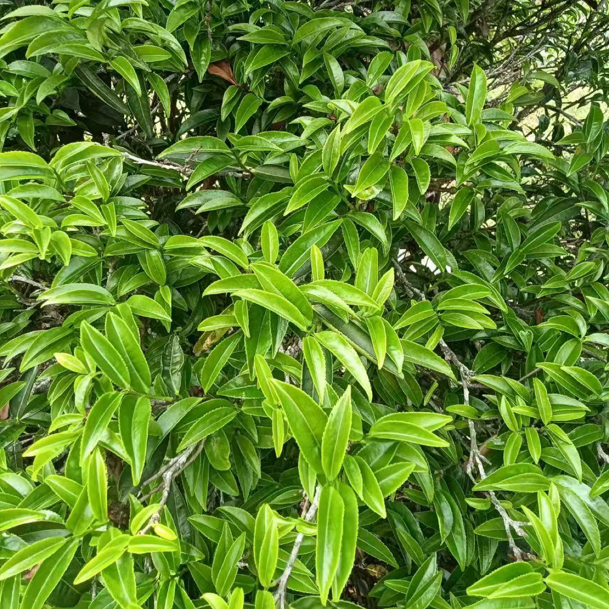 凤凰单丛（老枞炭焙锯朵仔）高级杏仁香