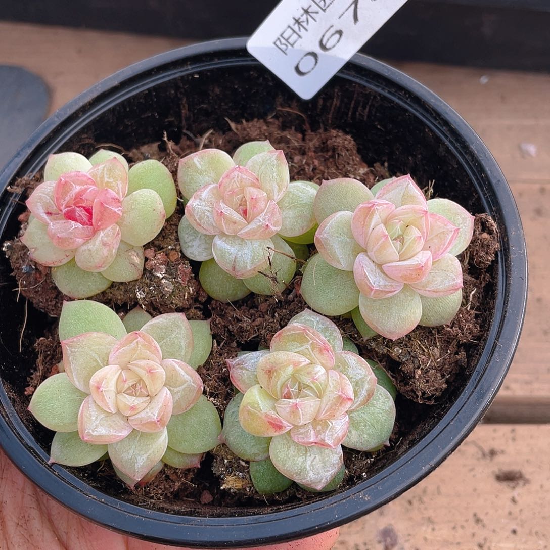 多肉植物多肉植物678