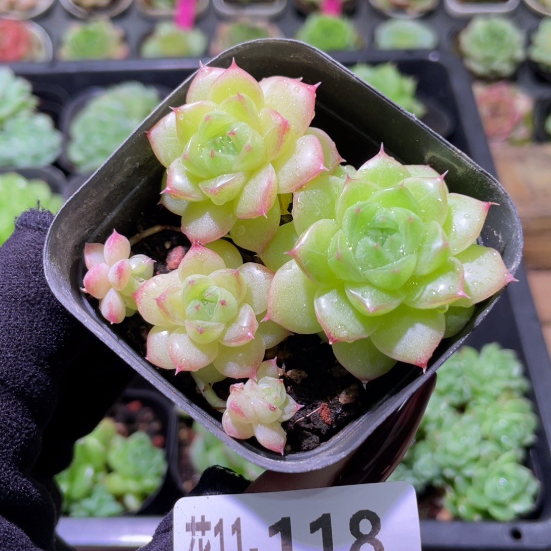 花利美11-118麦秆群