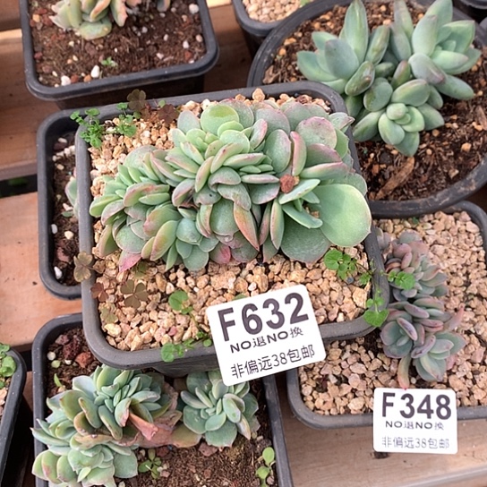 清***肉白桃缀化632 亏本处理退款拉黑7-8 天发货