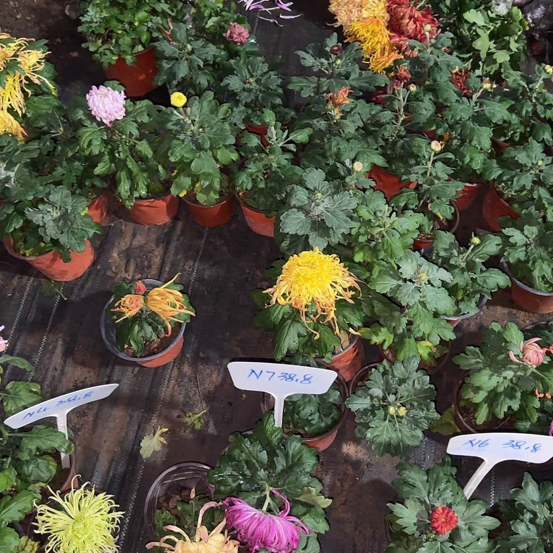 全部花朵35.8案头盲盒 颜色备注