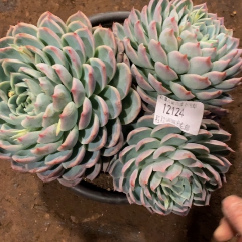 果****园孤星12124duorou