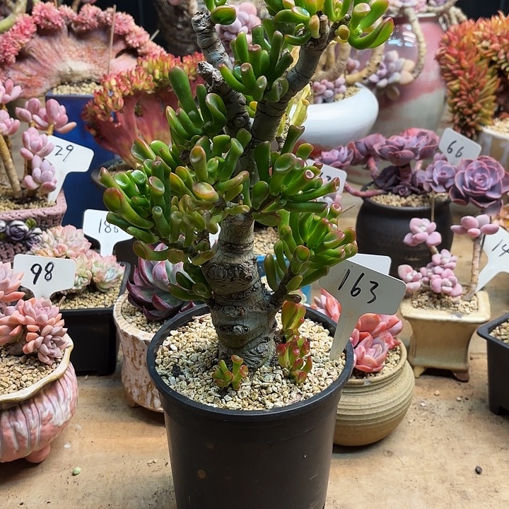 多肉植物，吸财树163号