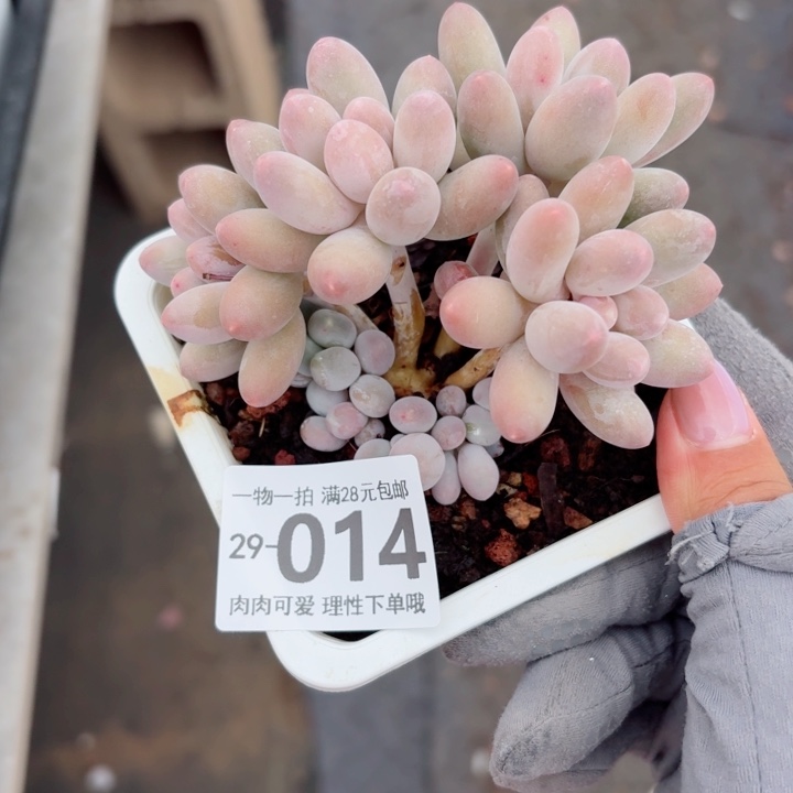 汤圆多肉多肉多肉植物多肉多