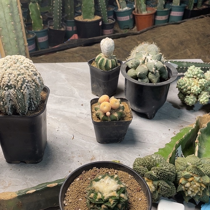 完全开放720辛顿一个