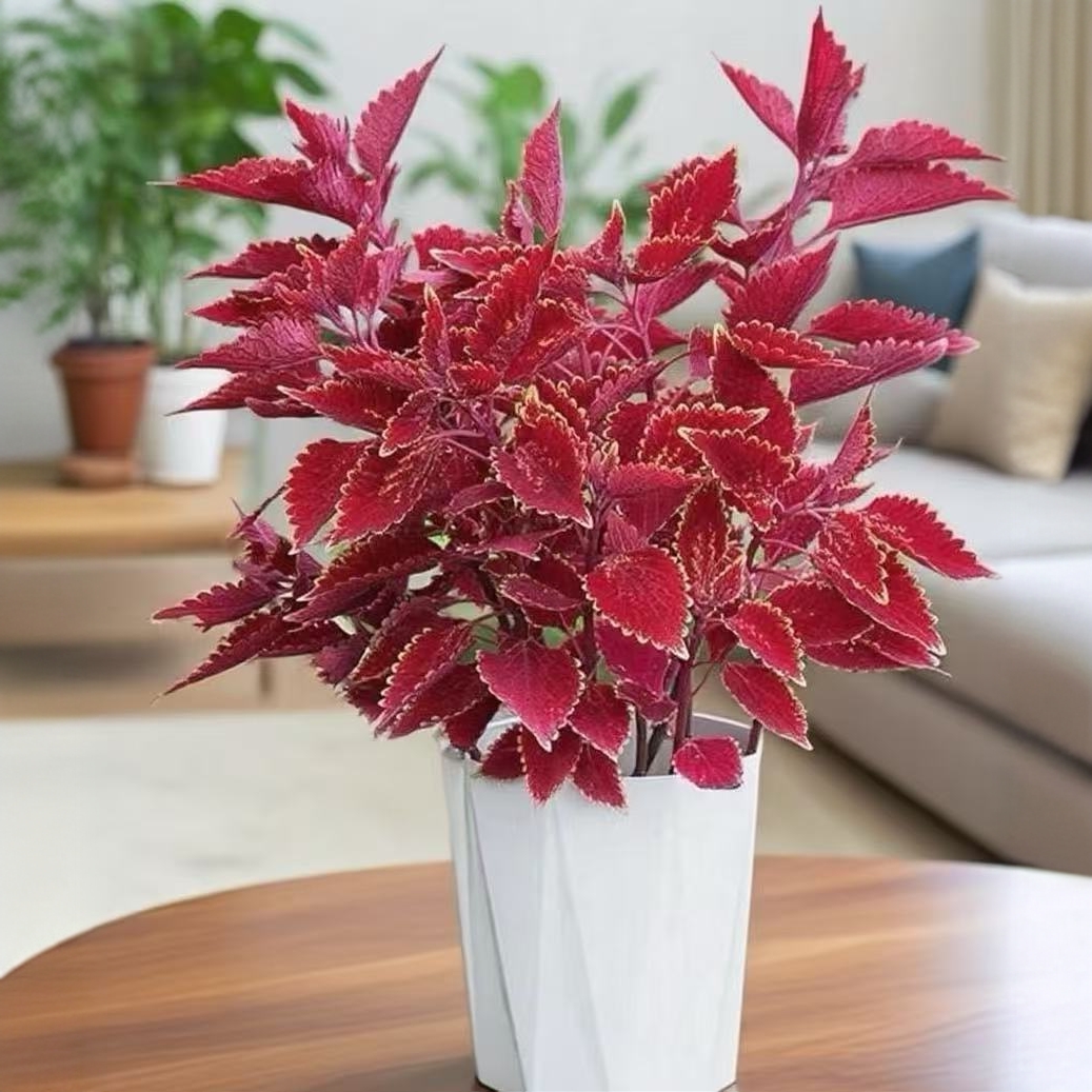 金边彩叶草四季长红绿植耐旱好养盆栽地栽中国红观叶绿植