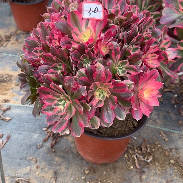 3-61男神多肉不包售后