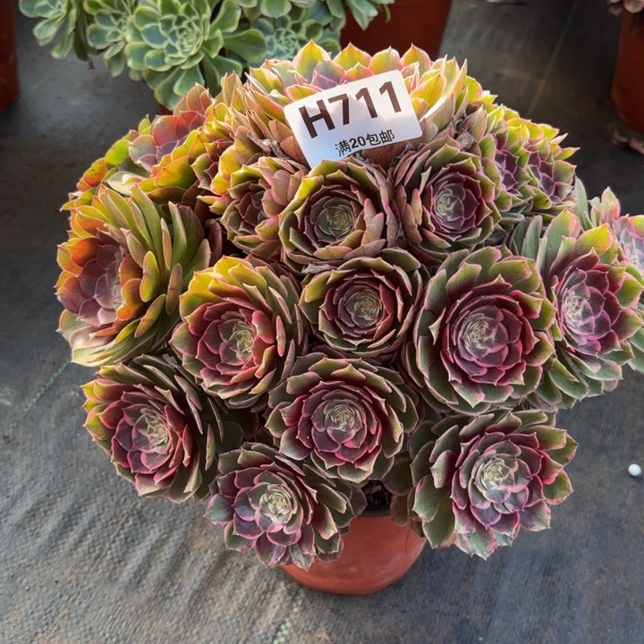 瑞妈，。。。。。711粉花妖，