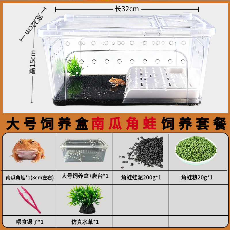 角蛙活体宠物黄金角蛙绿蛙角蛙泥角蛙粮饲养盒蛙饲料宠物青蛙活物