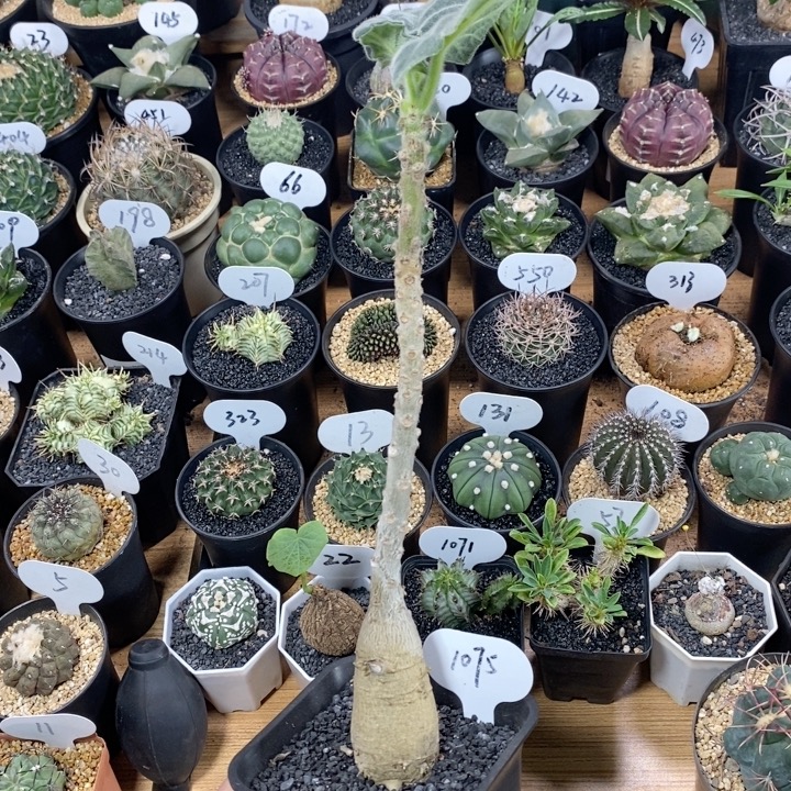 1075号实生安卡丽娜块根植物3.6cm