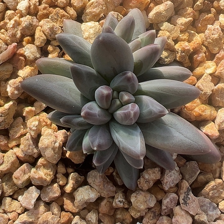 四头雪戴莉111111