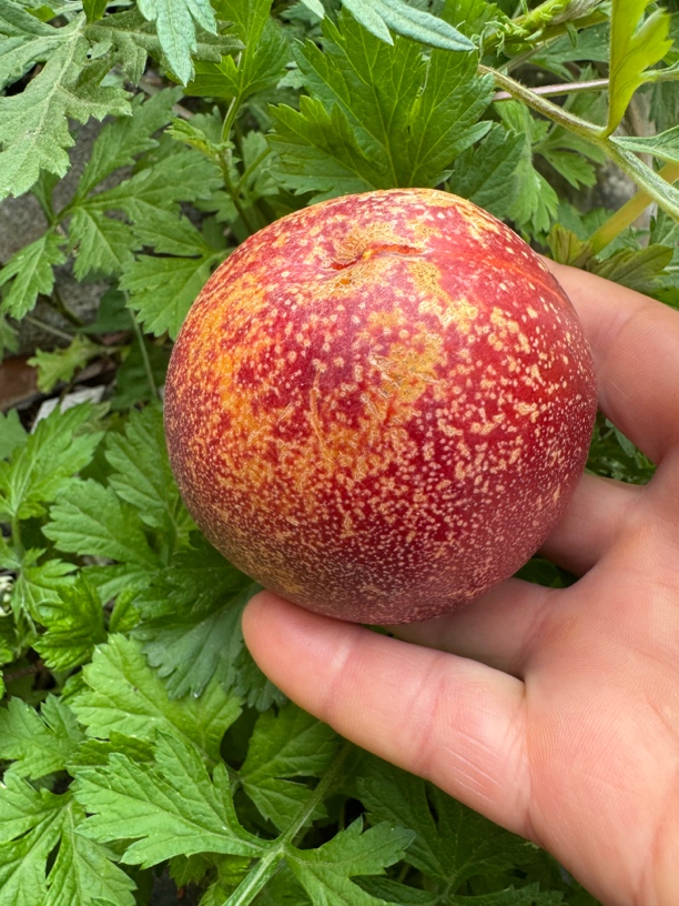 《中通快递》辽宁大连麻点甜桃七分甜三分酸现摘现发