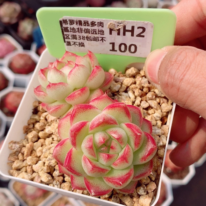 女王6cm多肉植物