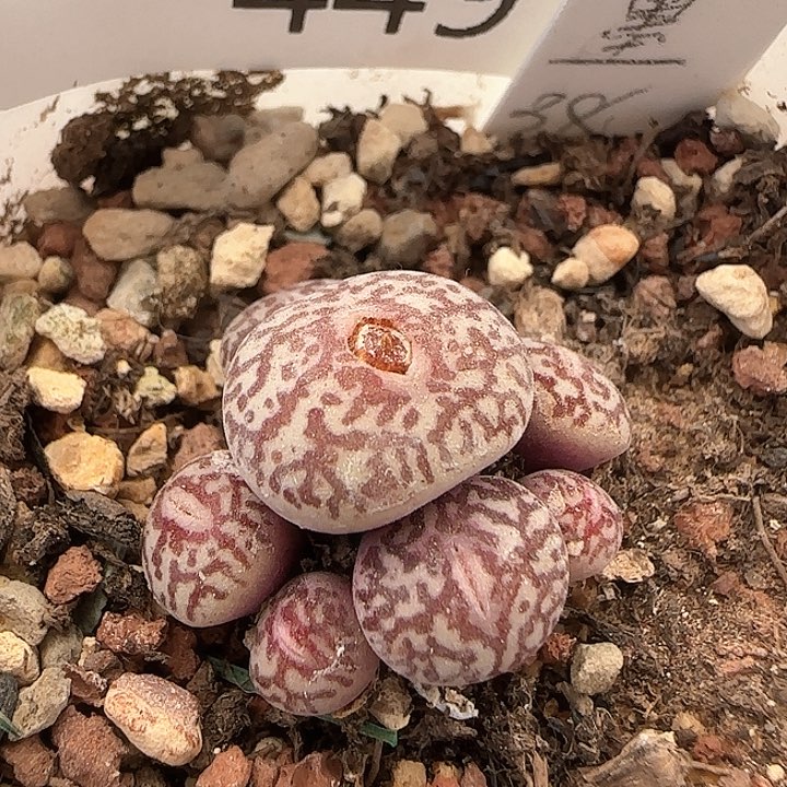 w449。    红纹唐草墨。    