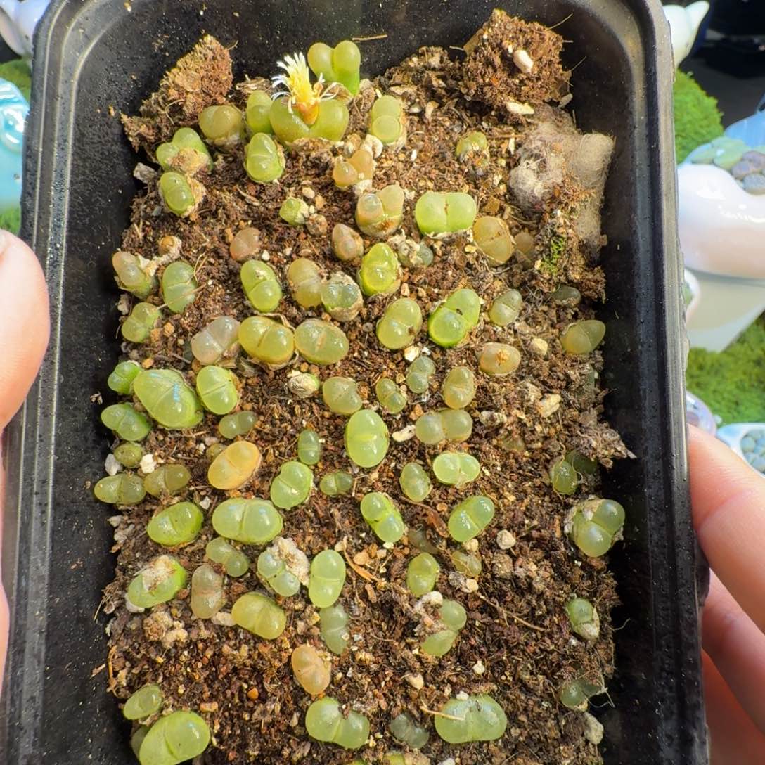 多肉植物和植物1360