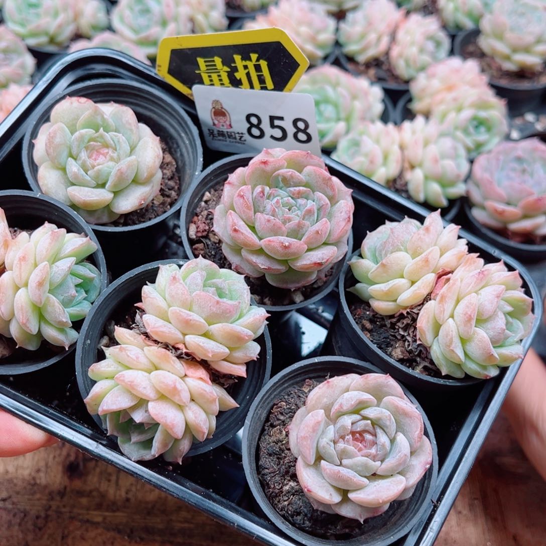 多肉植物多肉植物