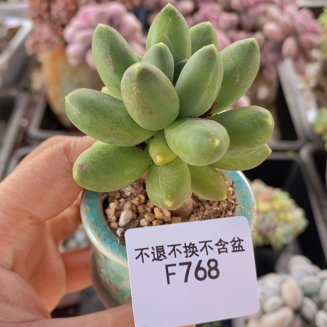 香蕉树老桩768多肉