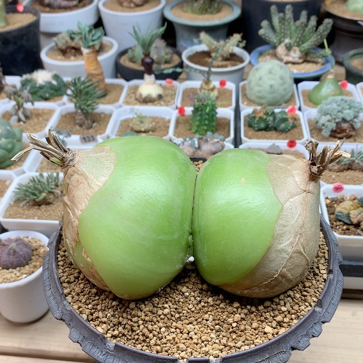 双头大苍角殿脱土福利