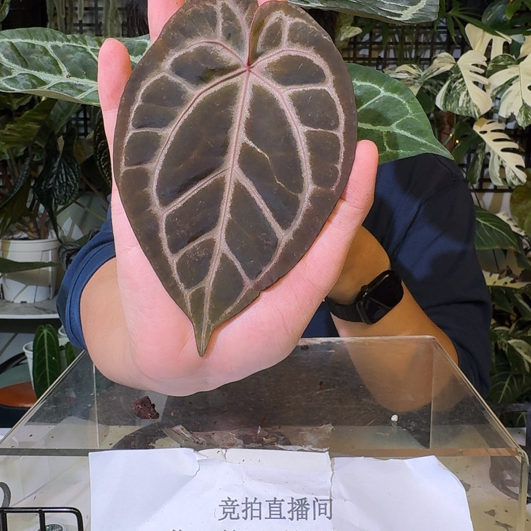 不开花植物C62紫铜