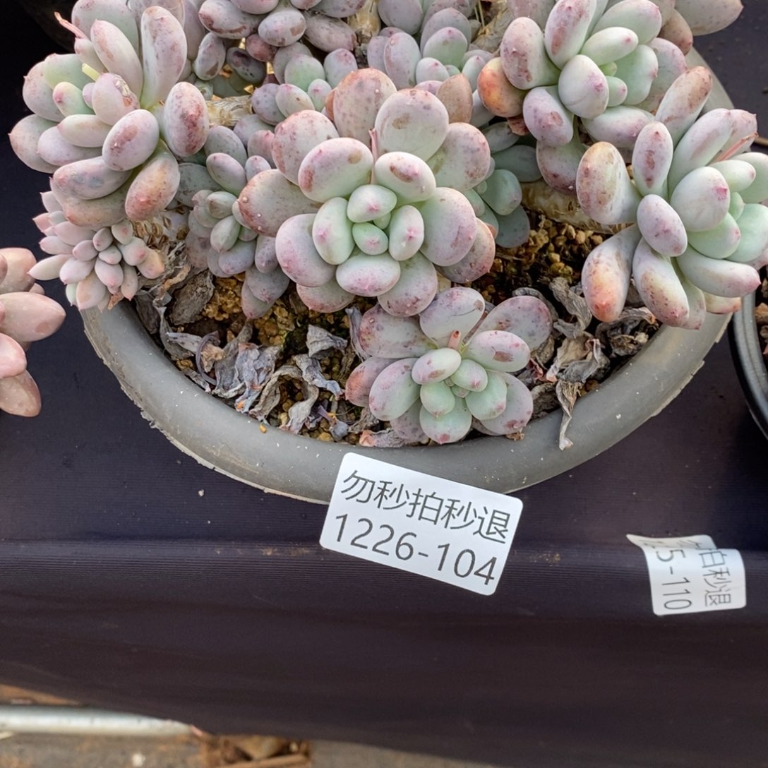 勿秒拍秒退 1226-104香香雪