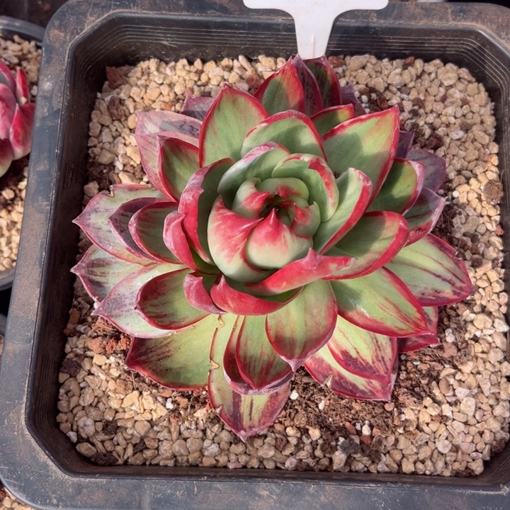 暖***柚惊鸿仙子多肉植物A405