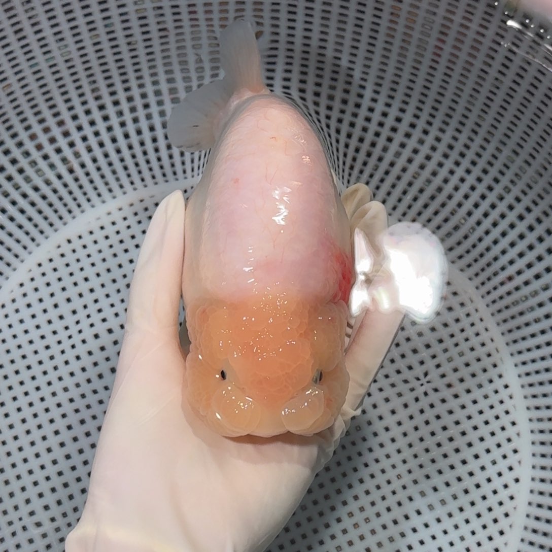 金鱼大种巨寿兰寿