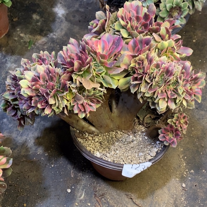 红袖多肉断头不包1231