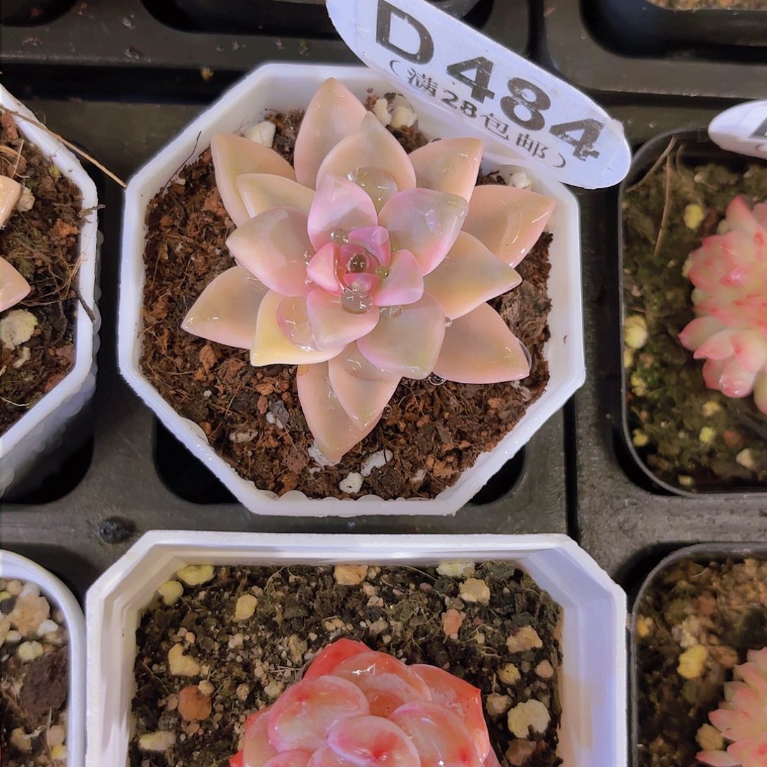 D484淡雪津一物一拍