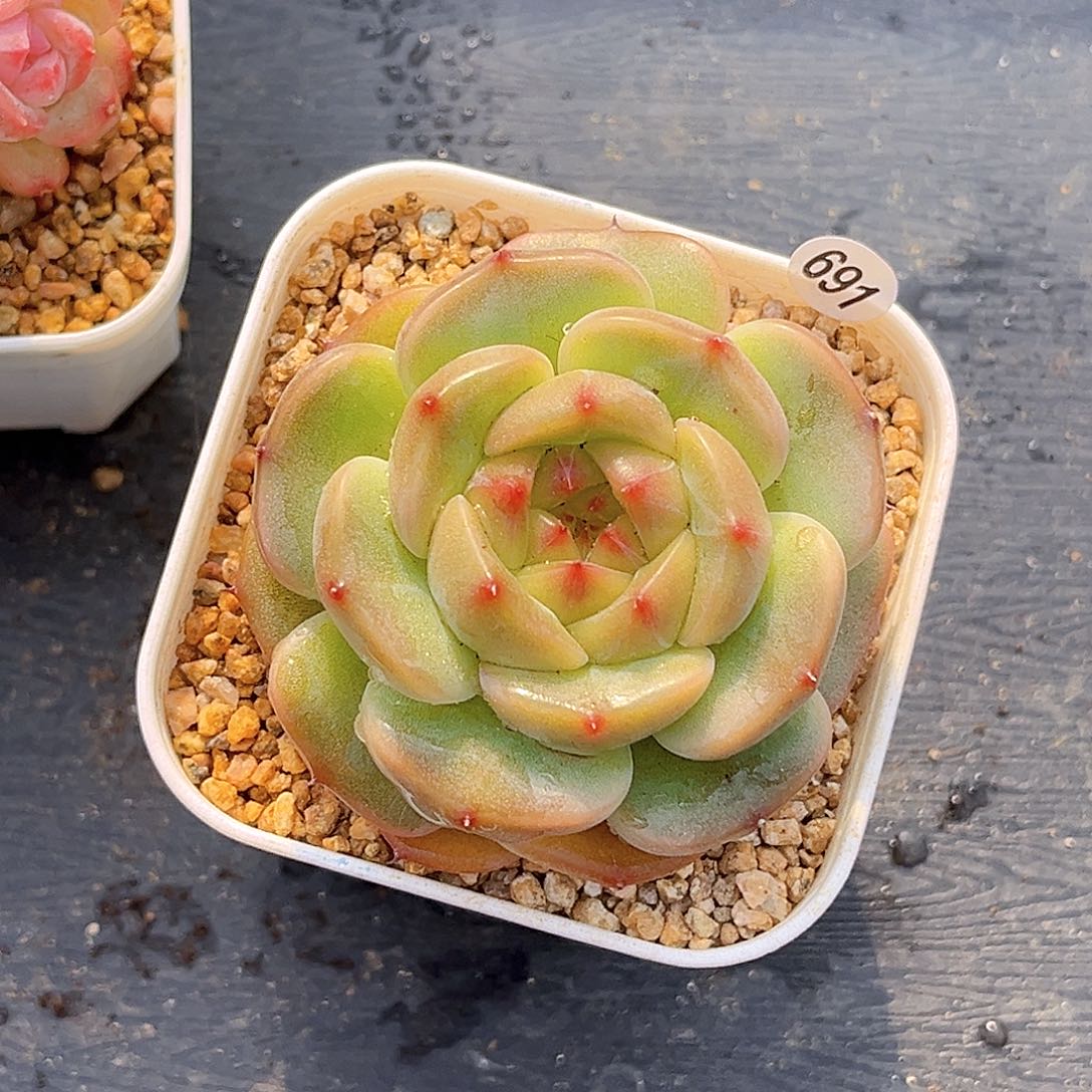 691  达菲珍妮多肉