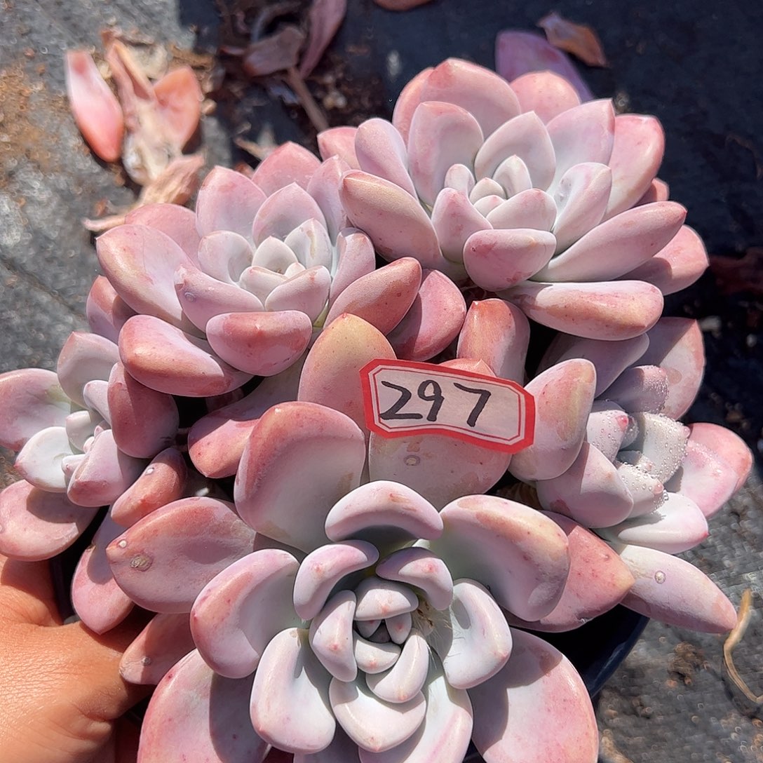 297号奥普，一物一拍