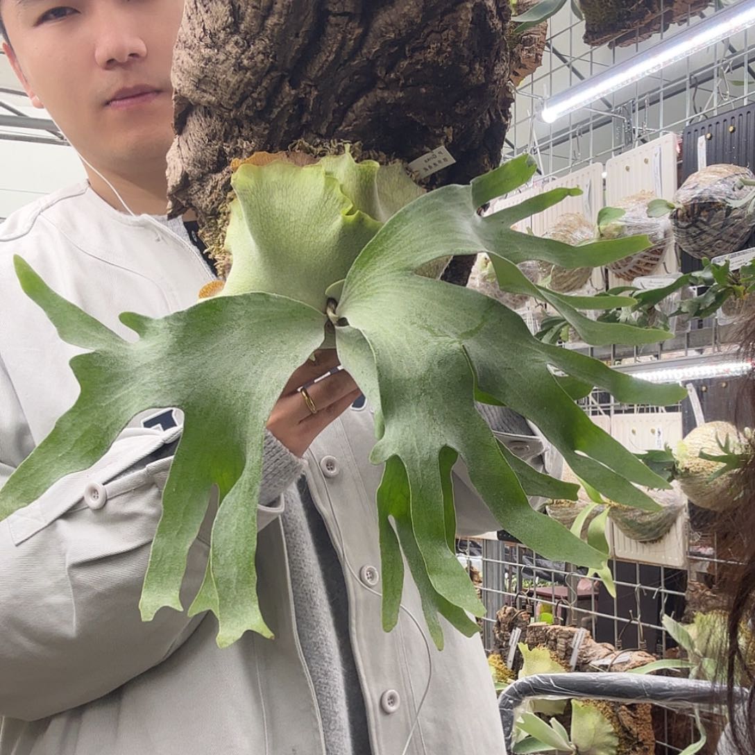 无花朵银华鹿角蕨