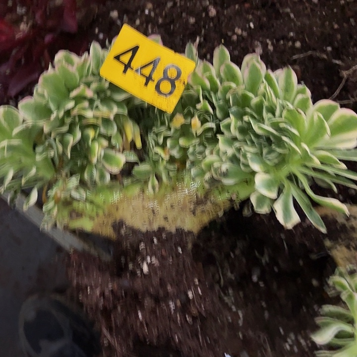 多肉植物福利448