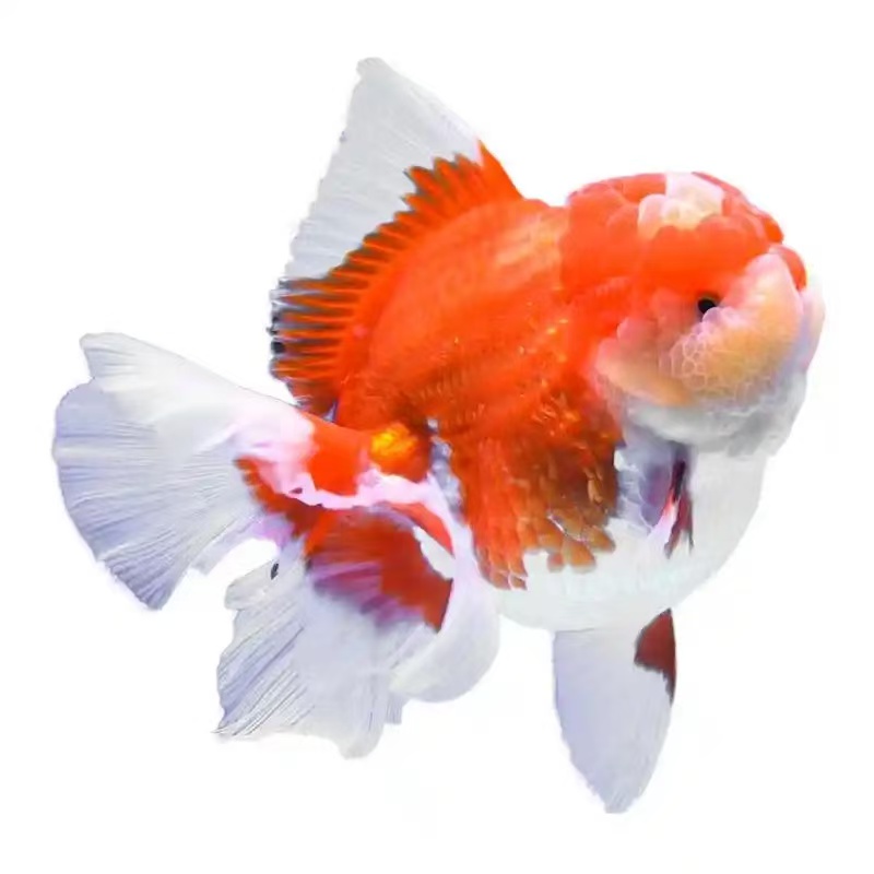 百褶泰狮精品鱼千褶婚纱尾（开箱视频包活）