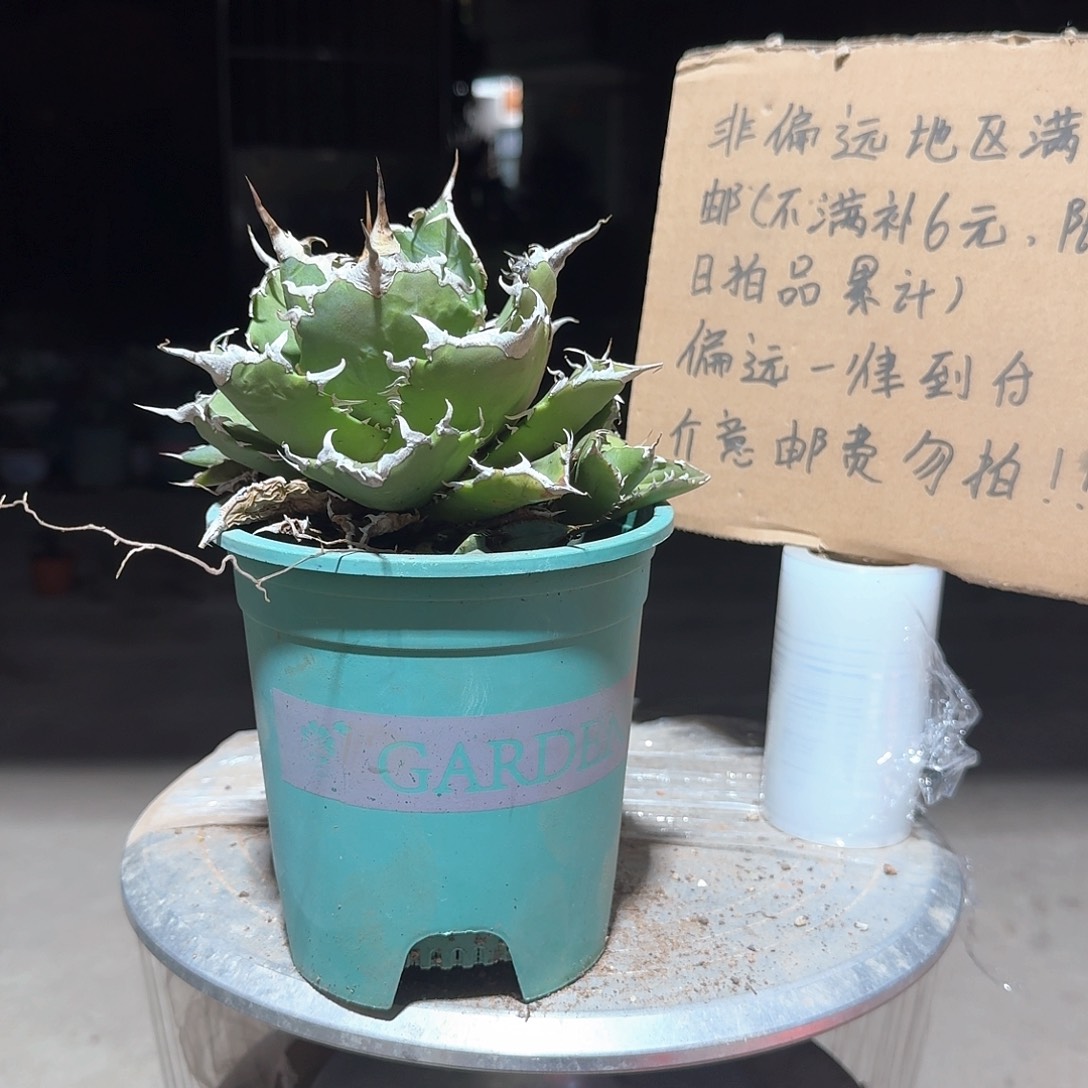 完全开放夕映仁王冠龙舌兰