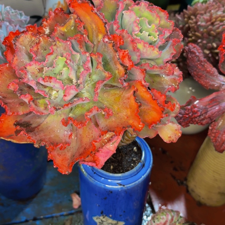 玉***心老桩精品肉肉包菜