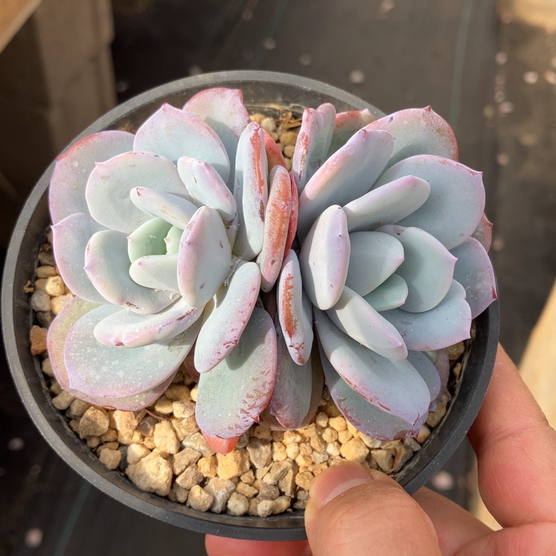 奶茶 一物一拍不支持退换