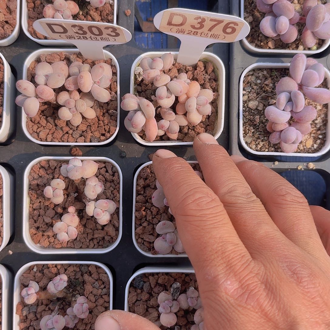 D376萤火虫一物一拍