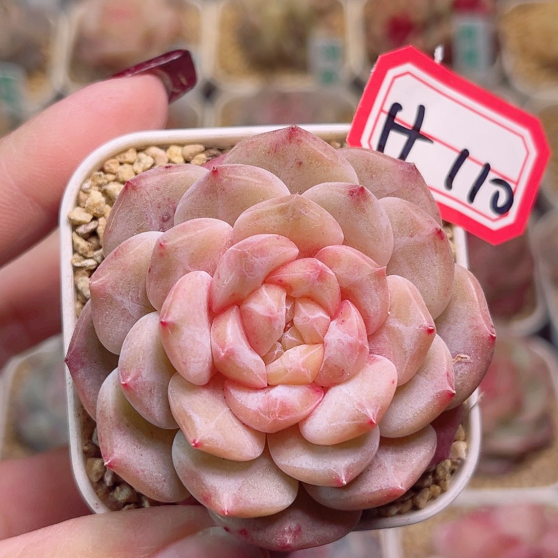 H110一物一拍 棉花糖