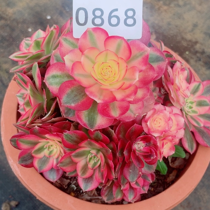 *****倾城多肉发货发货