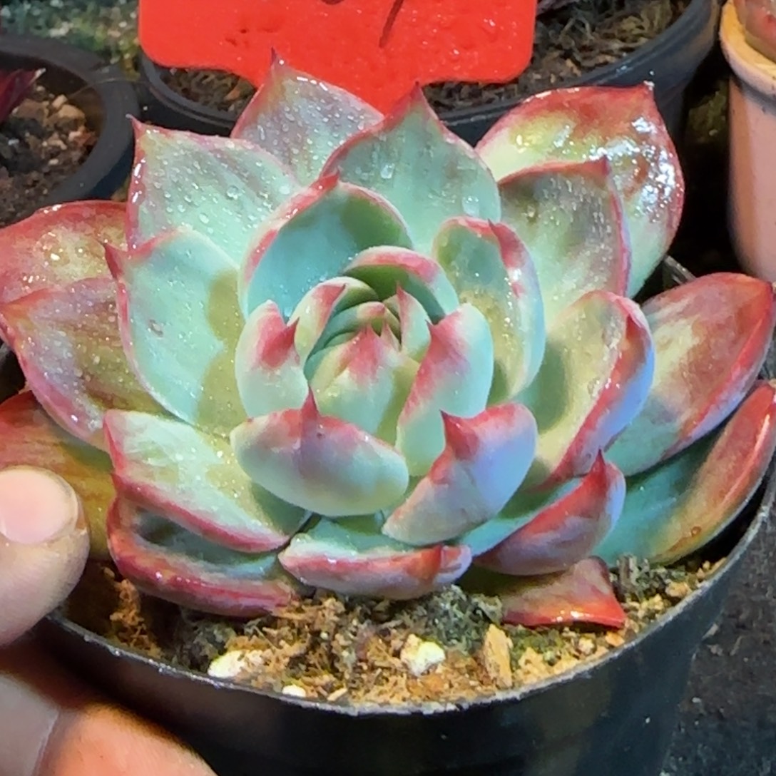 惊鸿一物一拍包装收缩花旱257