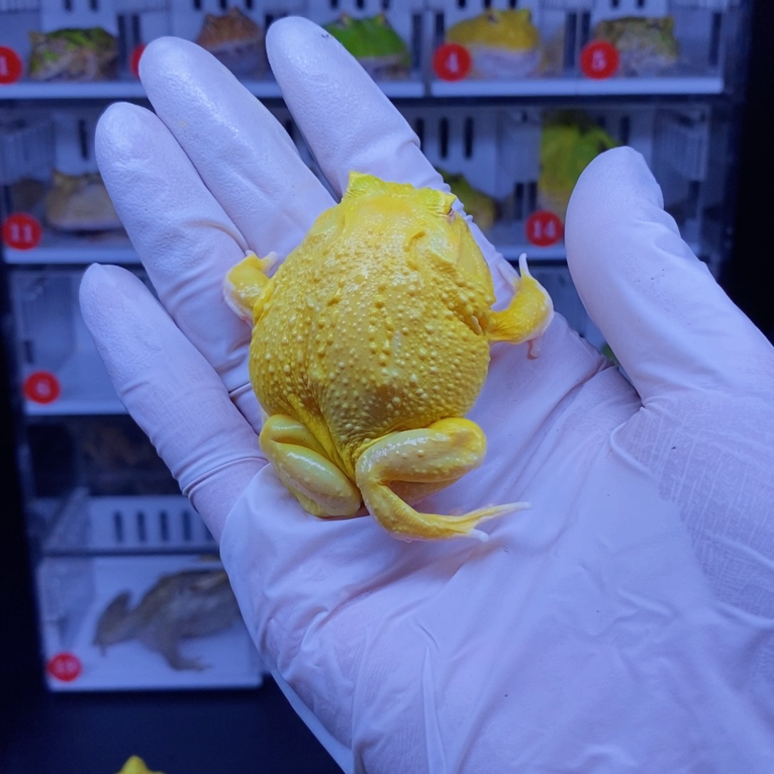 年***丶角蛙角蛙3-10cm闪购专享链接