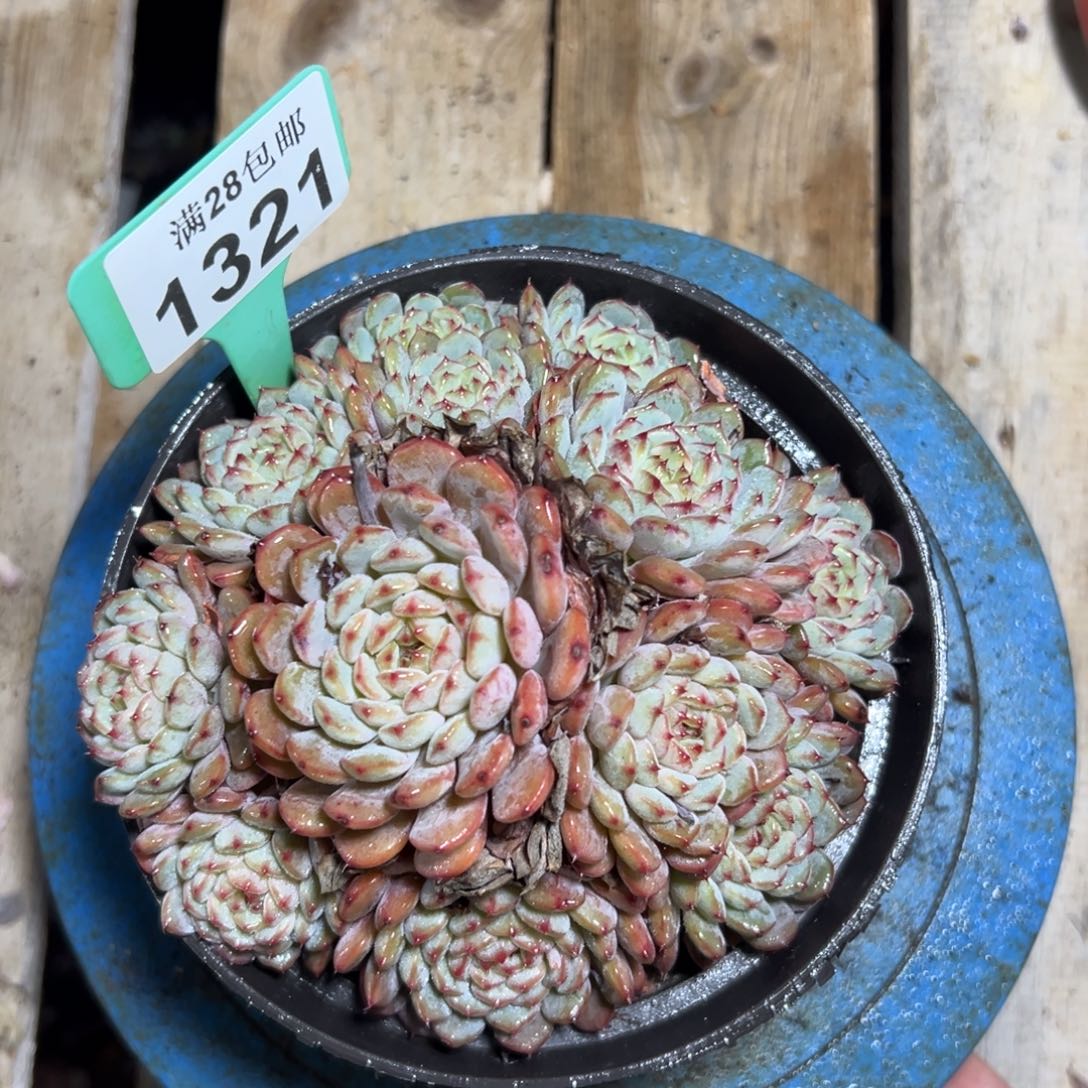 1321白胖子，冠服14