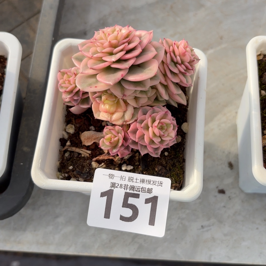 腊牡丹锦无盆土发货