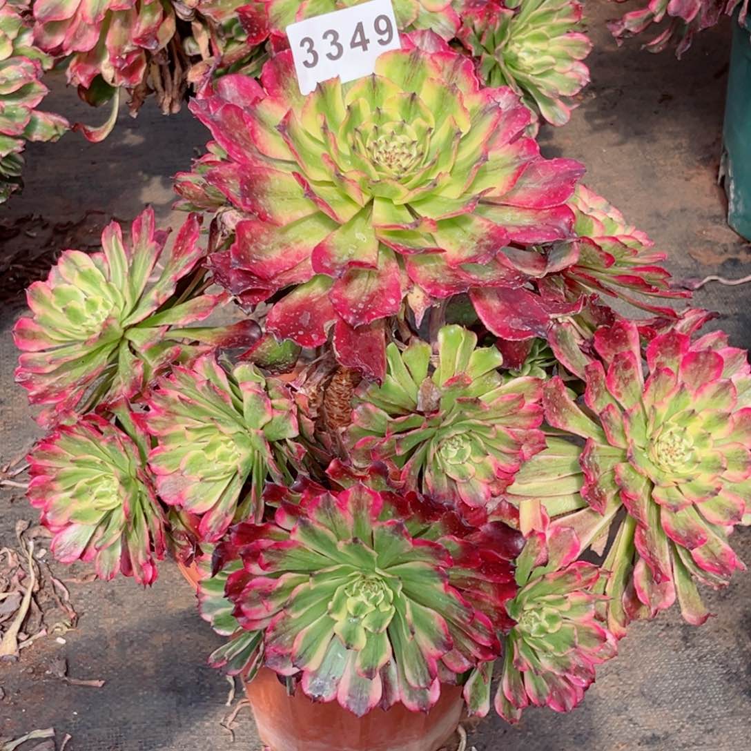 紫薇老庄多肉发货