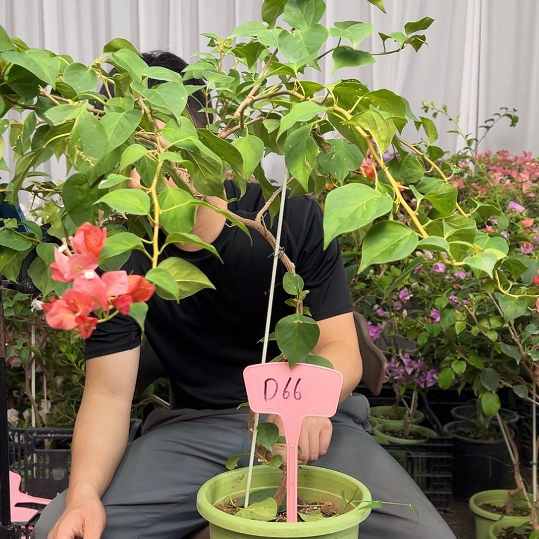 用***5当前无花栽培后可以开花D66日落