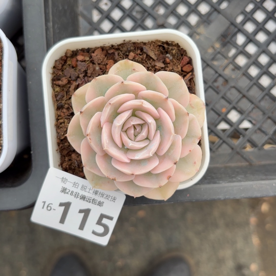 鲁氏锦多肉多肉多肉