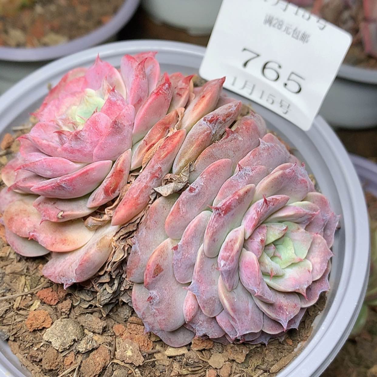 【闪购商品】云765