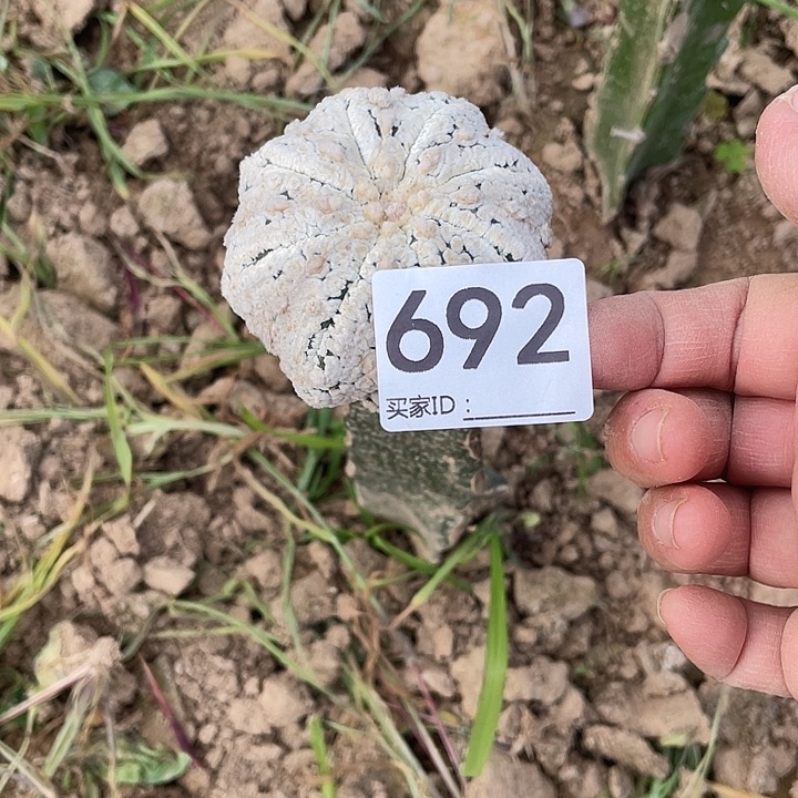 仙人球浓白海星692号