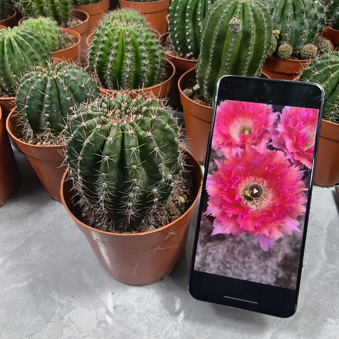 羽毛6号带盆（7cm）